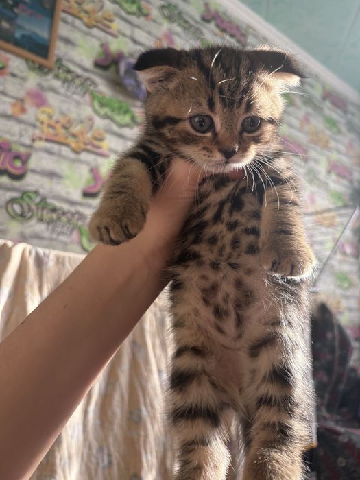 продаются котята Скоттиш фолд