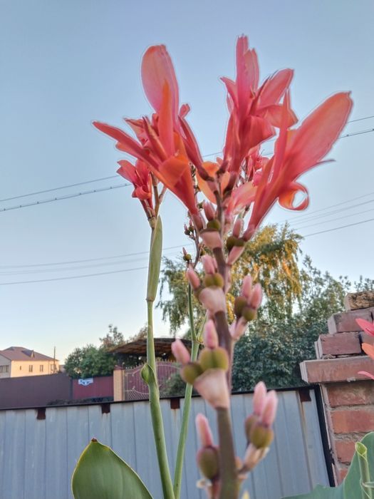Продам семена ночной красавицы