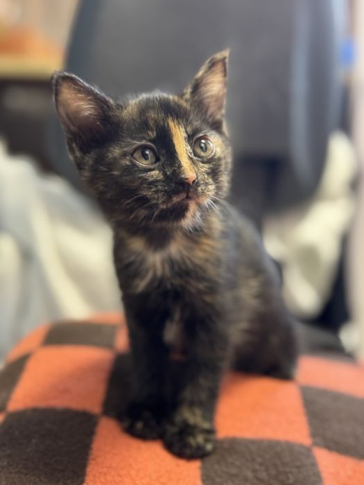 Котенок девочка 2 месяца