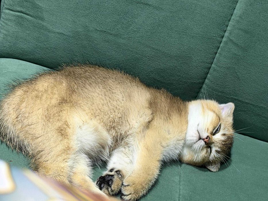 Продается чистокровный золотая шиншила