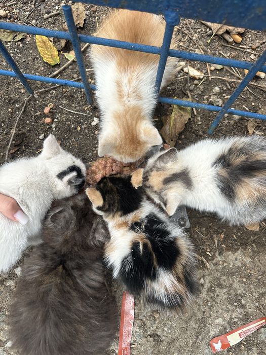 pui de pisica adoptie