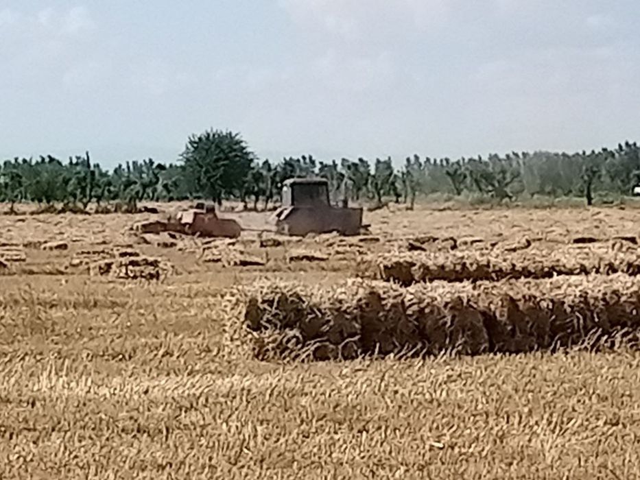Samon sotiladi katta samon.