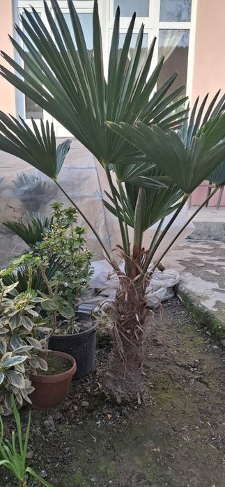 Кўчат ва каламча гуллар сотилади!