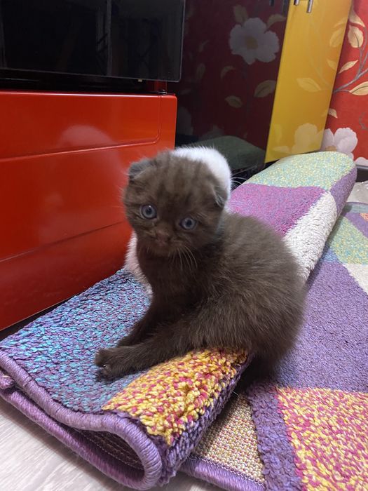 Шотланские котята