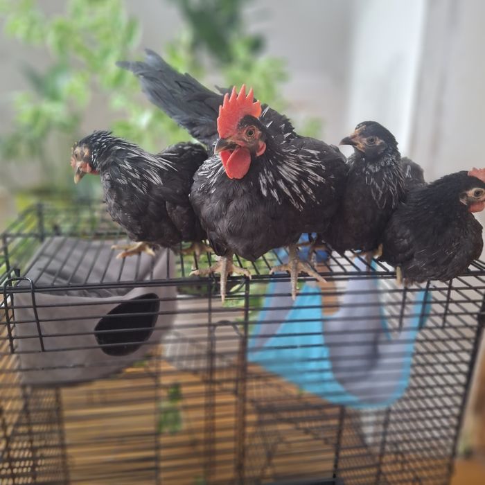 Декоративные курочки шабо