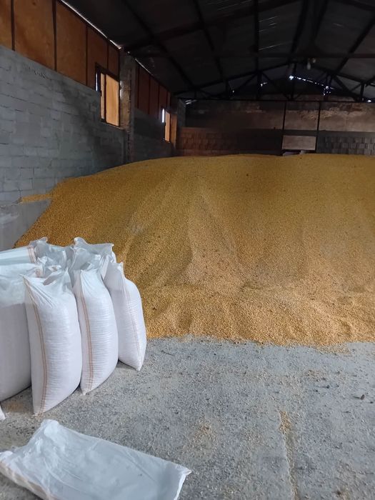 Vand porumb 1,20 lei kg