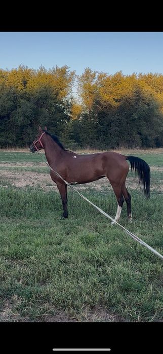 Продам кобылу лошадь