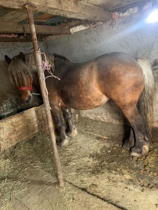 Vand iapa gestanta de 7 ani 4000 euro negociabil