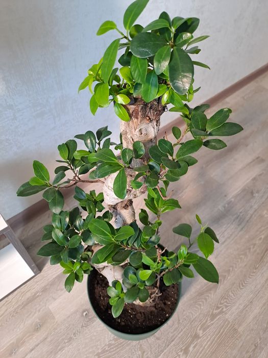 Фикус микрокарпа гинсенг (ficus microcarpa ginseng)