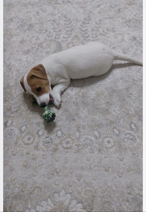 Продам щенка Джек Рассел терьер