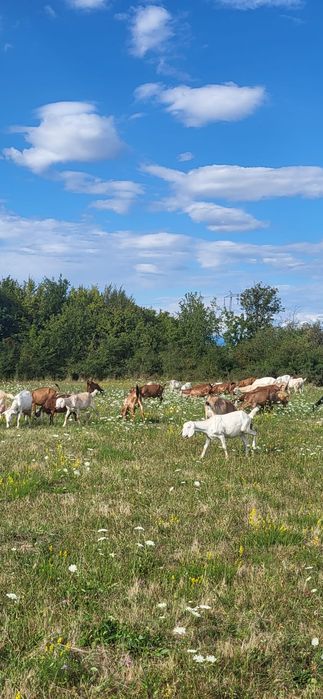 Capre saanen,anglonubian,metiss,iezi