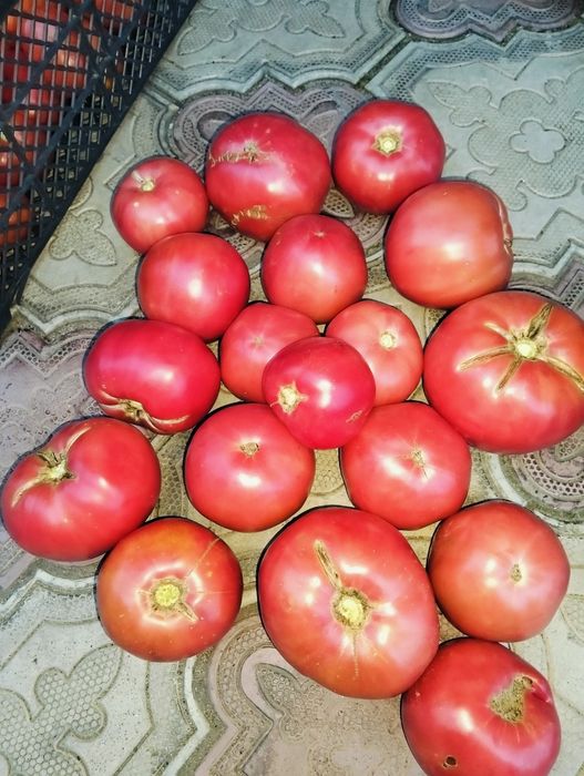 Продам помидоры  домашние
