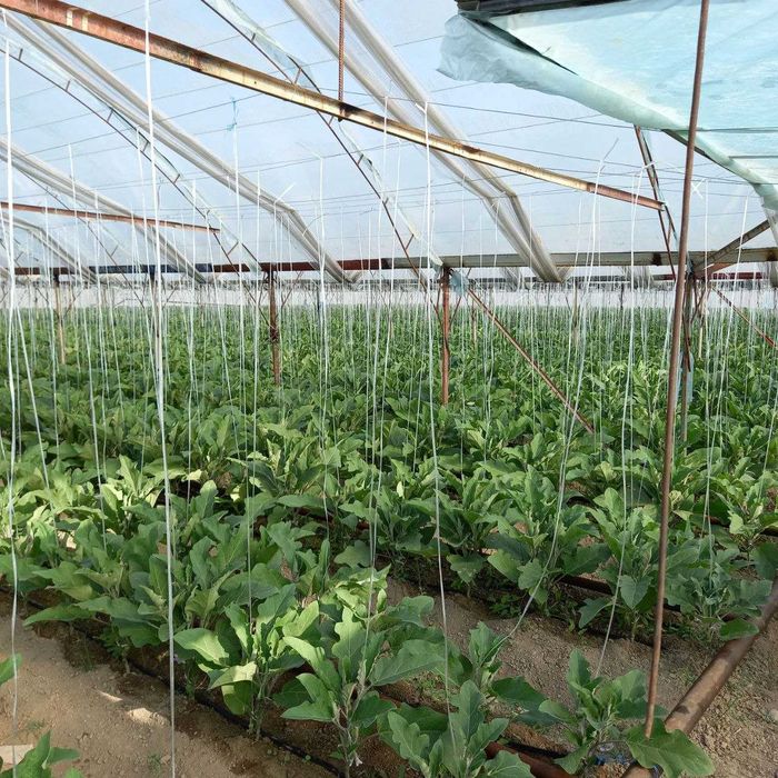 Теплица. Парник. 89 сотих.