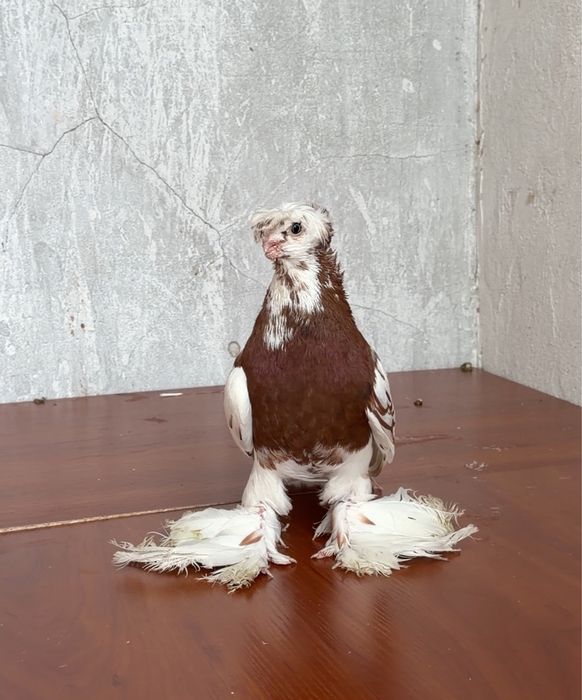 Продается голуби