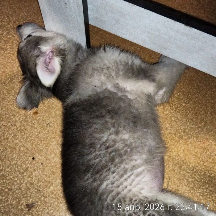 Щенок в поисках дома.