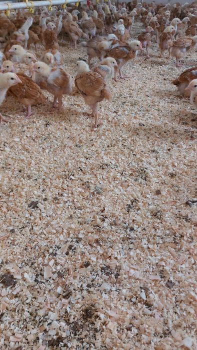 Vând bibilici,pui,rațe Peking