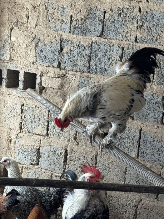 Продаётся домашний петухи и куры