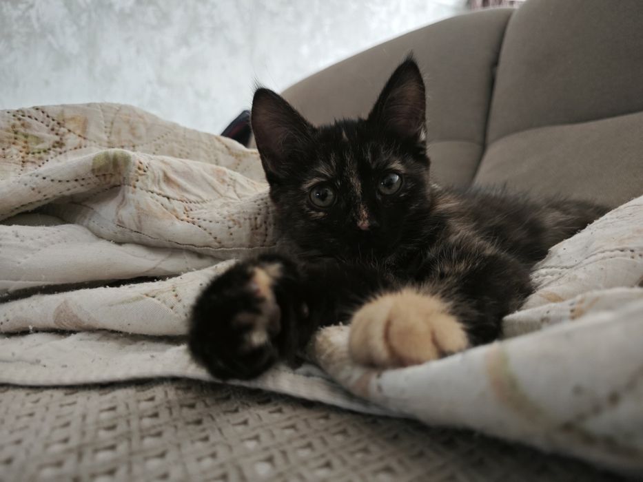 Кошечка в добрые руки бесплатно
