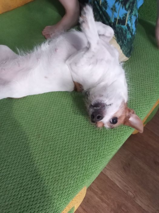 Отдам собачку Джек-Рассел Терьер