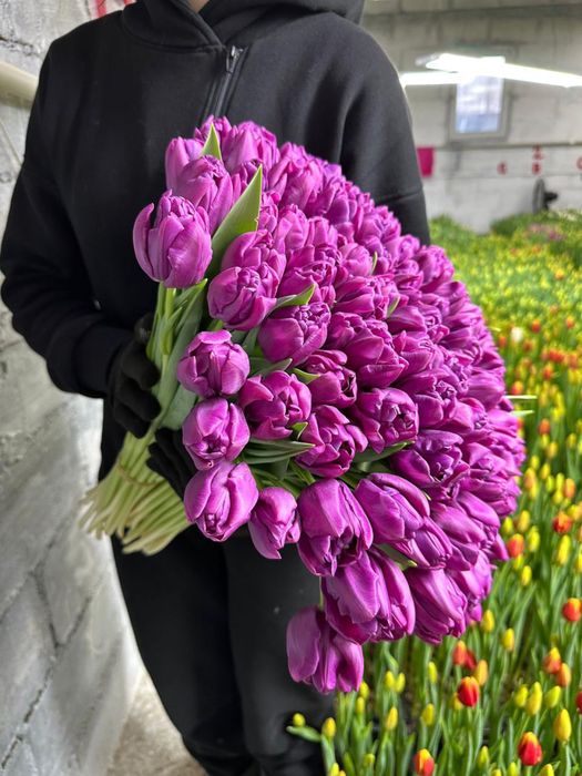 Тюльпаны тепличные