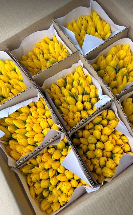 Продам тюльпаны к празднику