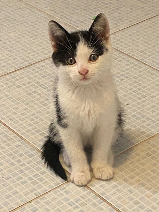 Un motănel isi caută stapani