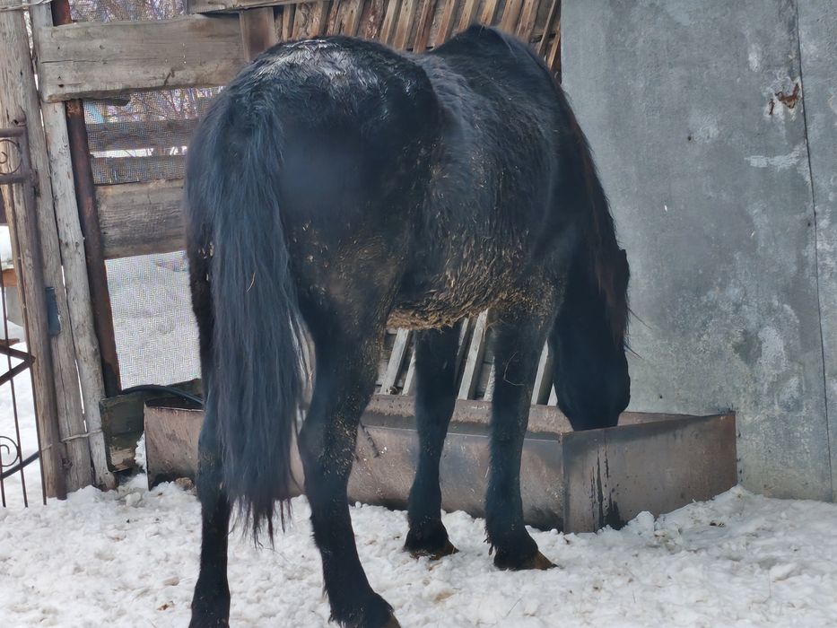 Продам  жирную кабылу