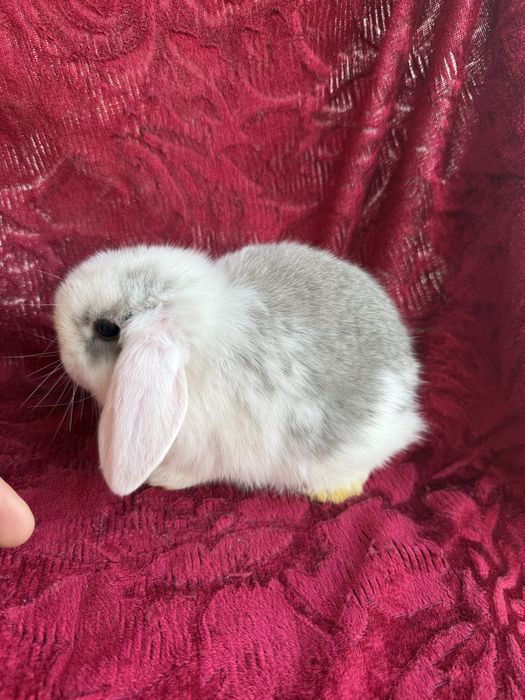 Продаются крольчата карликового барана.