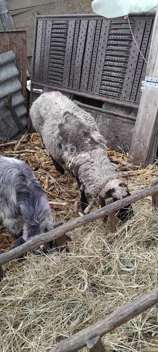 Disponibile capre și oi