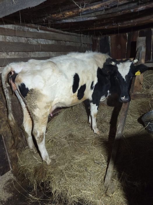 Продам корову с теленком и бычка