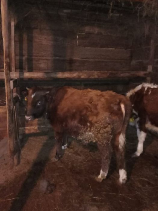 Семіз баспақтар сатылады