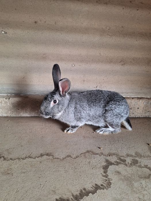 Самка  Кролик продаётся