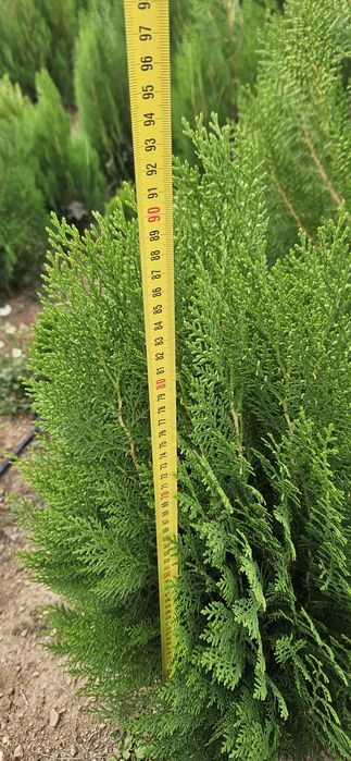 Туя източна ,смаракт 120-140 см.