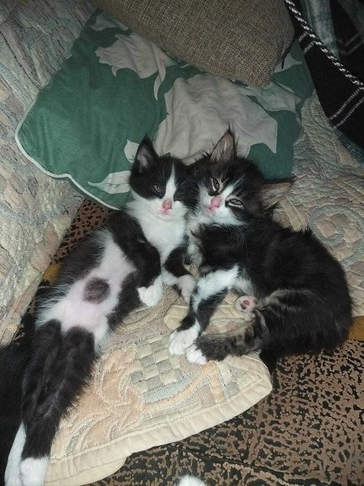 Игривые, воспитанные мурлыки