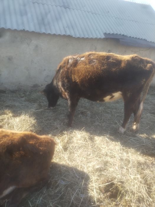 Ауыл шаруашылыкк