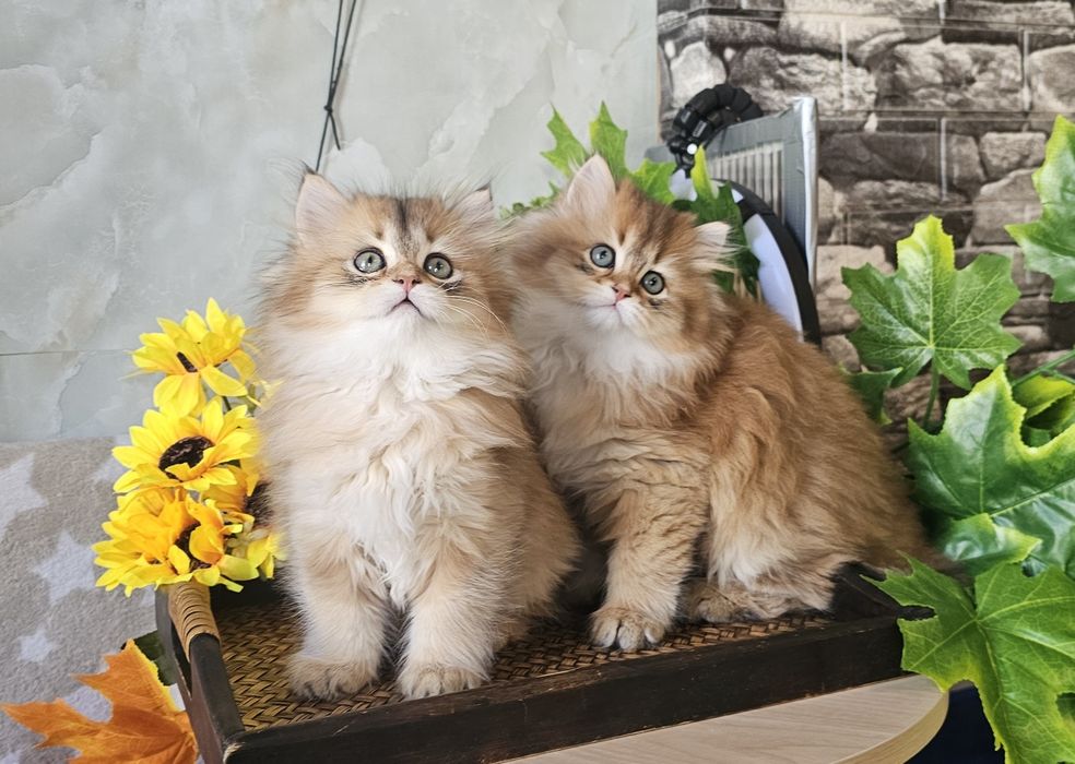Британски дългокосмести котенца