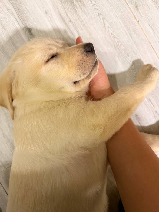 Щенки лабрадорчики