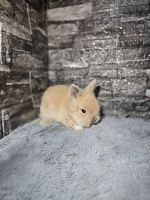 Iepuri pitici de companie /Berbec pitic/Cap de leu /Rex pitic