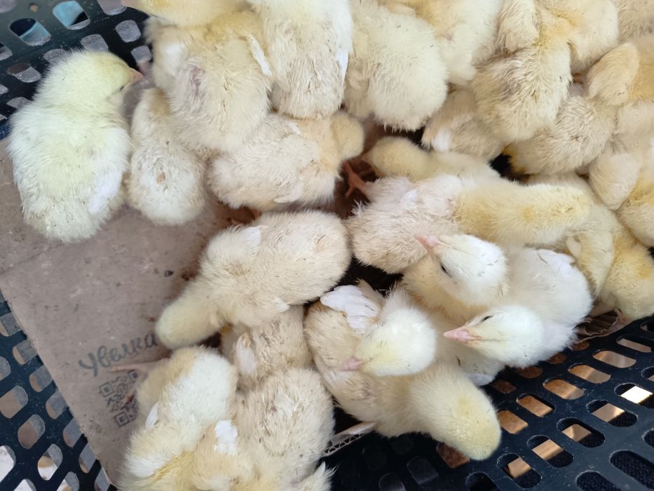 Продам бройлеров . 7 Суточные Импортные