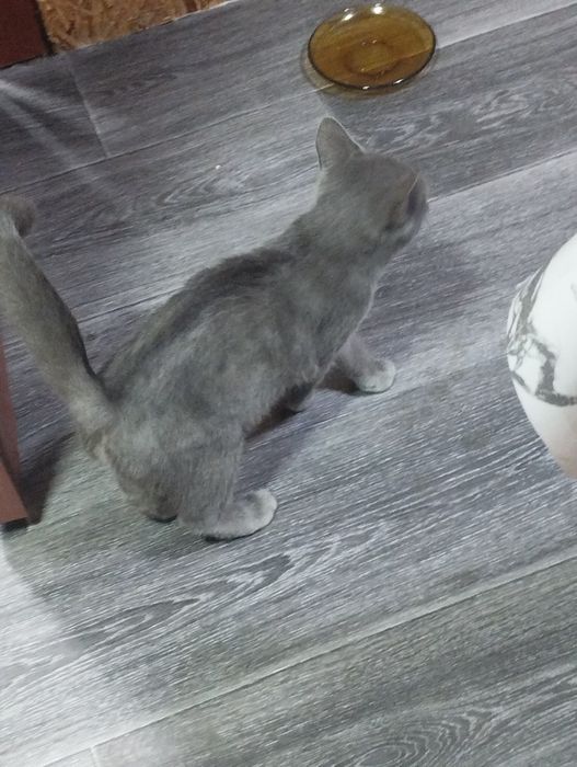 Котёнок -мальчик.
