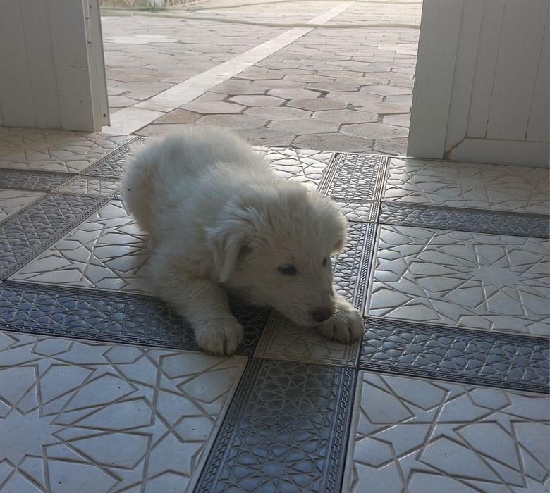 Хотика сотилади...