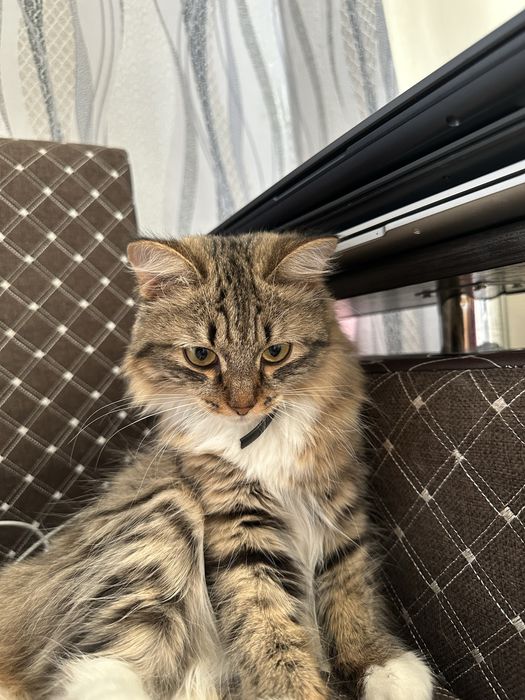 Отдам кошечку в хорошие руки