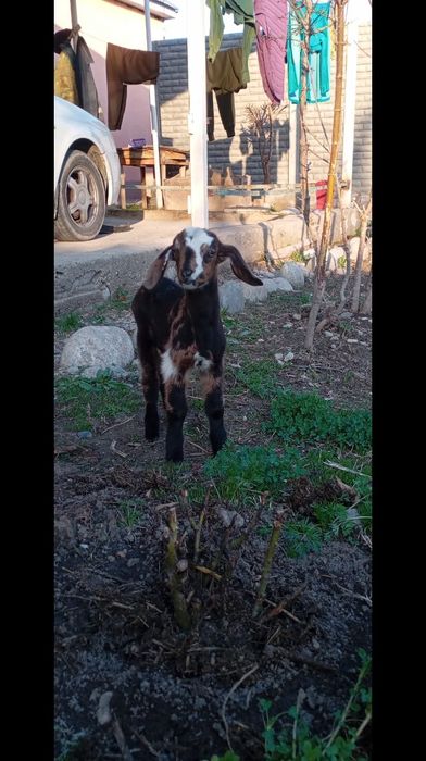 Лақ еркек Козлики сатылады