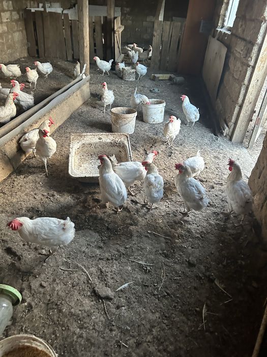Продам кур несушек