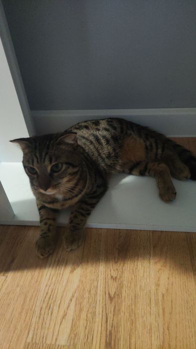 Отдам кота в хорошие руки