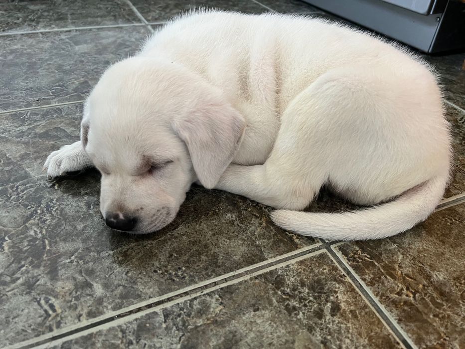 Labrador Retriever