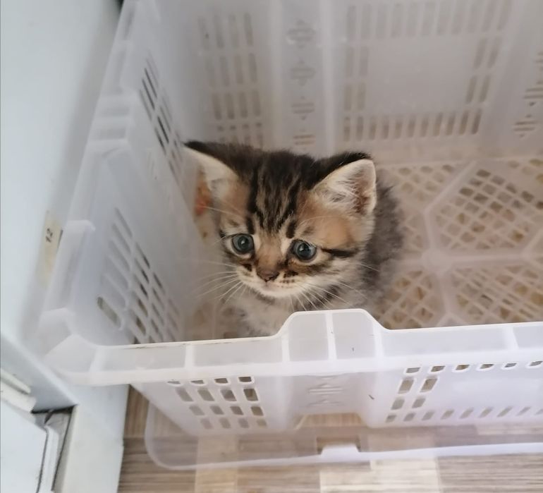 котята шотладнские