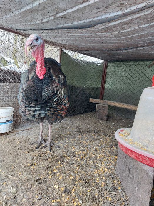 Ouă curcă pentru incubat