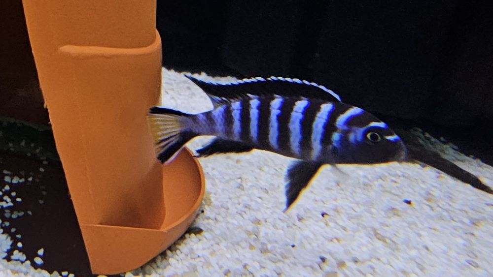 Рибки Африкански цихлиди