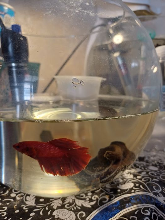 Рыбка петушок самец